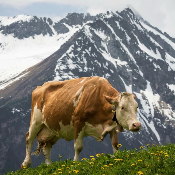 Sruh Alpin Tours - Gerlos30