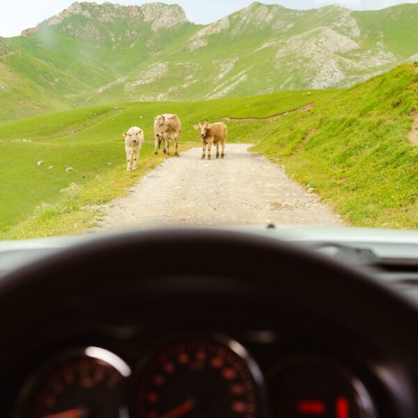 Sruh Alpin Tours –15